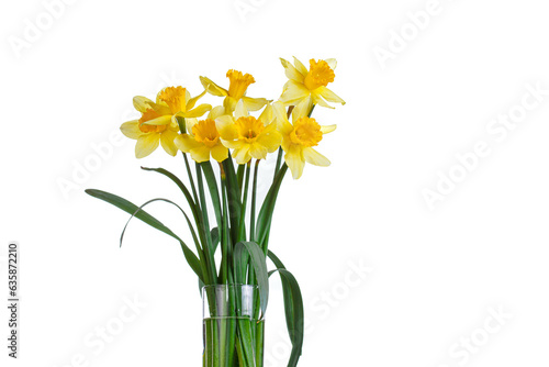 beautiful yellow flowers daffodils in a vase on a white background