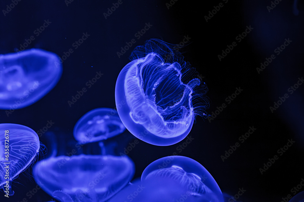 Obraz premium underwater shooting of beautiful Aurelia aurita