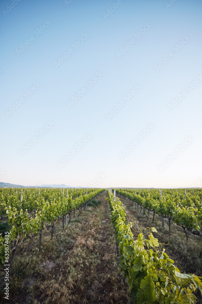 Agriculture, vineyard and plants, sustainability and countryside, environment and blue sky with mockup space. Green, leaves and crops with soil, land and eco friendly agro business, growth and nature