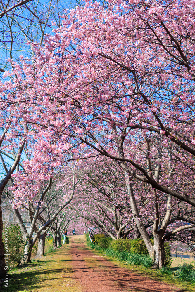 美味しい河津桜と菜の花の景色　 
静岡県賀茂郡下賀茂、みなみの桜と菜の花まつり