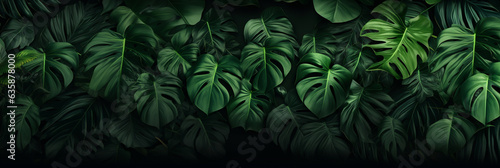 Lush green monstera leaves background, Tropical foliage in nature. 