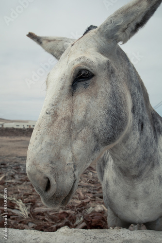 Close up headshot portrait of a mule or donkey with big personality in Fuerteventura  Canary Islands  making funny faces  smiles and grimaces. Cute animal  surrealistic perspective.