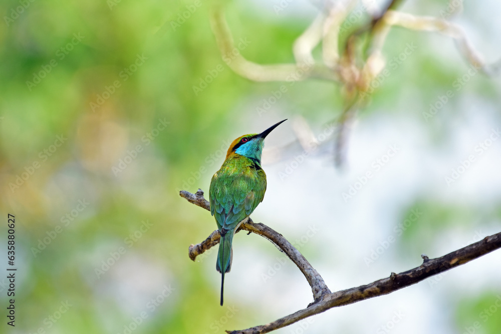 Green bee eater perched on a branch looking upwards for catching an insect. -bird photography. Green bee eater perched on a branch looking upwards for catching an insect. -bird photography.