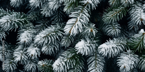 background of the branches of fir tree