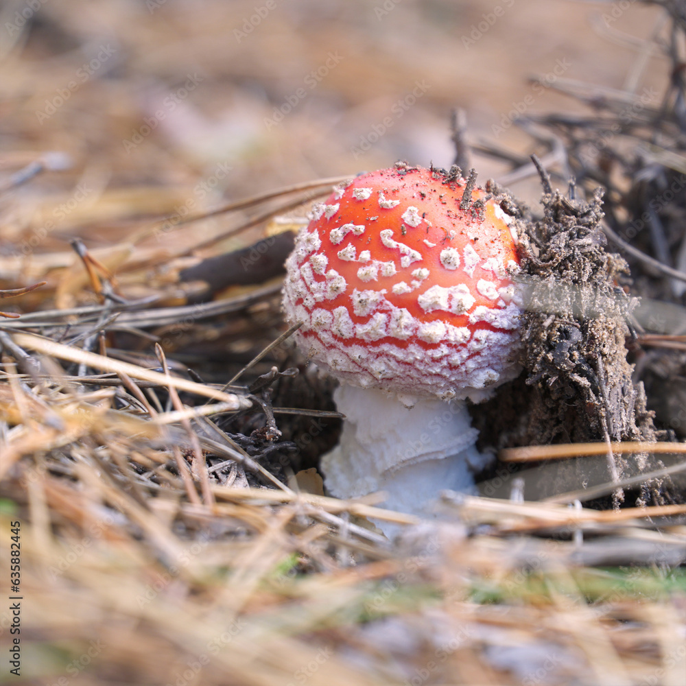 A beautiful fly agaric grows in the forest among the grass in the meadow in the forest A beautiful fly agaric grows in the forest among the grass in the meadow in the forest