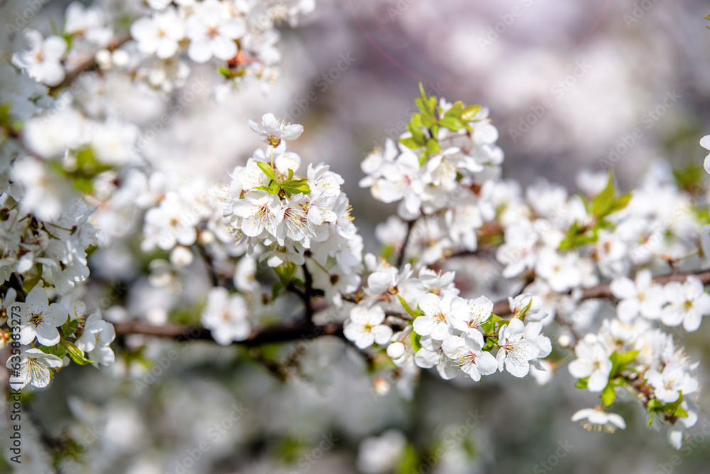 Cherry blossom branch in the garden in spring
Cherry blossom branch in the garden in spring