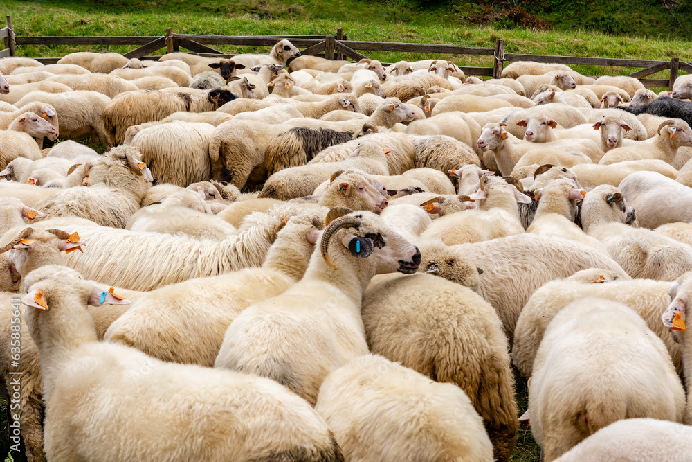 Sheep on the meadow in Jaworki near Szczawnica (Poland) Sheep on the meadow in Jaworki near Szczawnica (Poland)