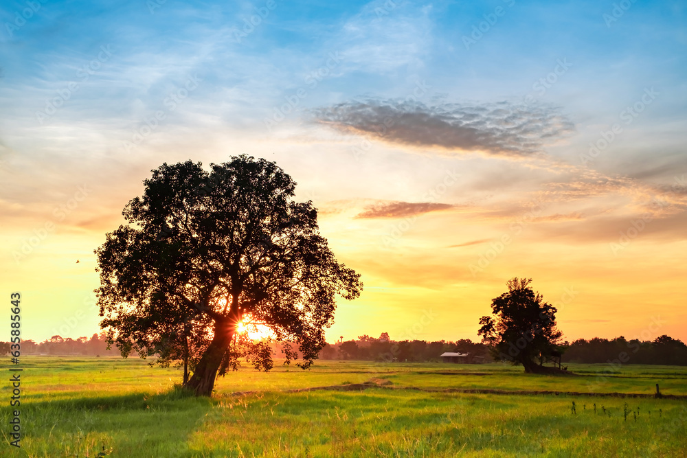 Landscape green field rice in the morning and silhouette big tree, blurred of orange and blue sky background, morning sunrise Landscape green field rice in the morning and silhouette big tree, blurred of orange and blue sky background, morning sunrise