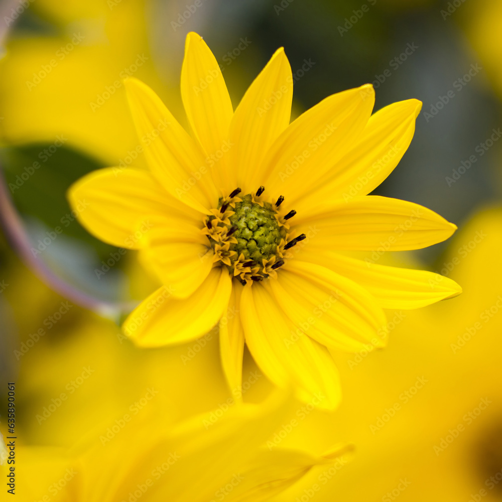 yellow flowers in a garden - natural summer background yellow flowers in a garden - natural summer background