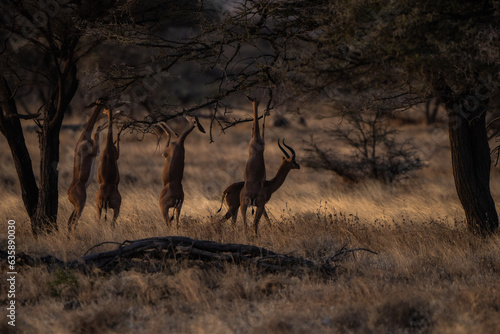 Litocranius walleri are eating photo