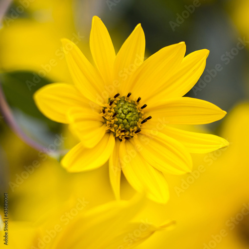 yellow flowers in a garden - natural summer background