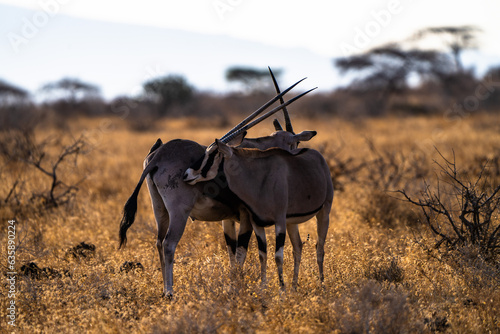 Sword antelope
