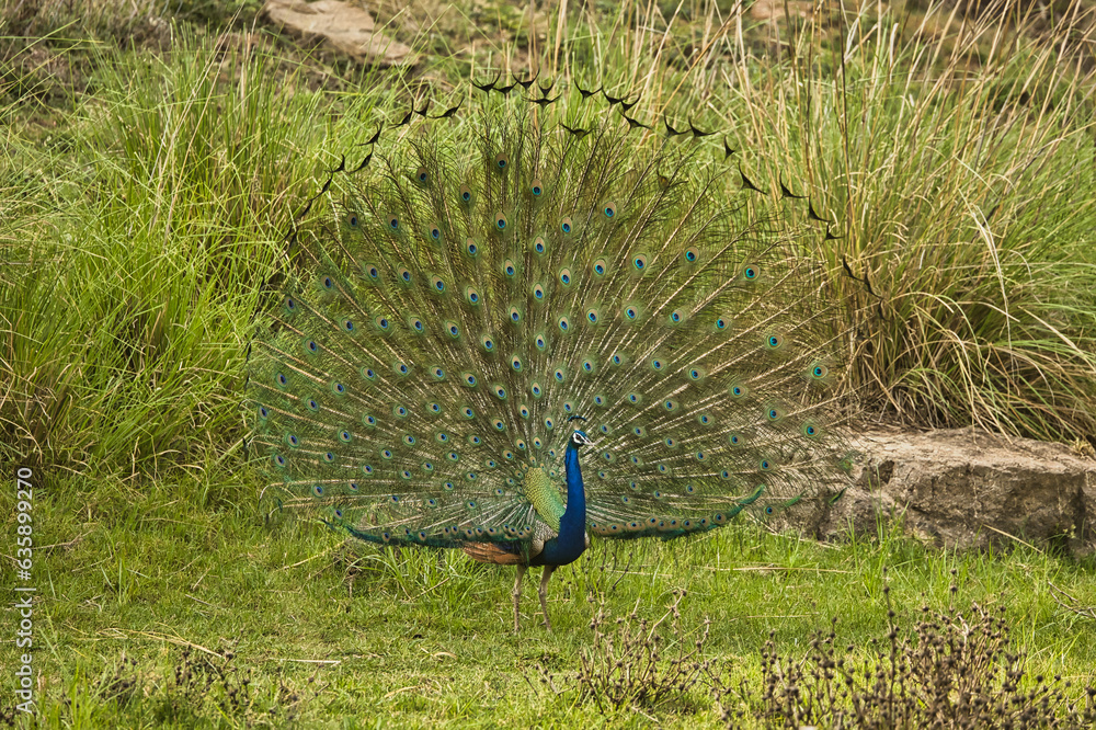 Obraz premium Indian peacock male peafowl at Pench National Park, Sillari Gate . Peacock dance with its wings spread at Pench National Park.