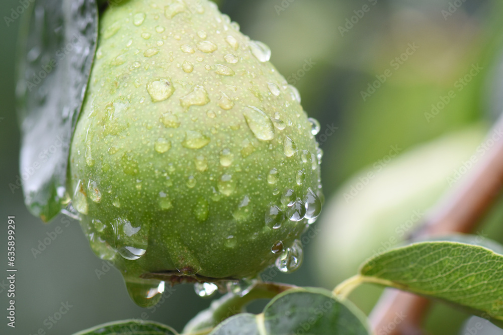 The unripe pears on the tree in orchard. Droplets on the fruits. Harvesting. Stock Photo Adobe