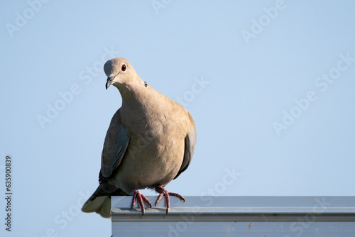 Turteltaube ist eine Vogelart aus der Familie der Tauben