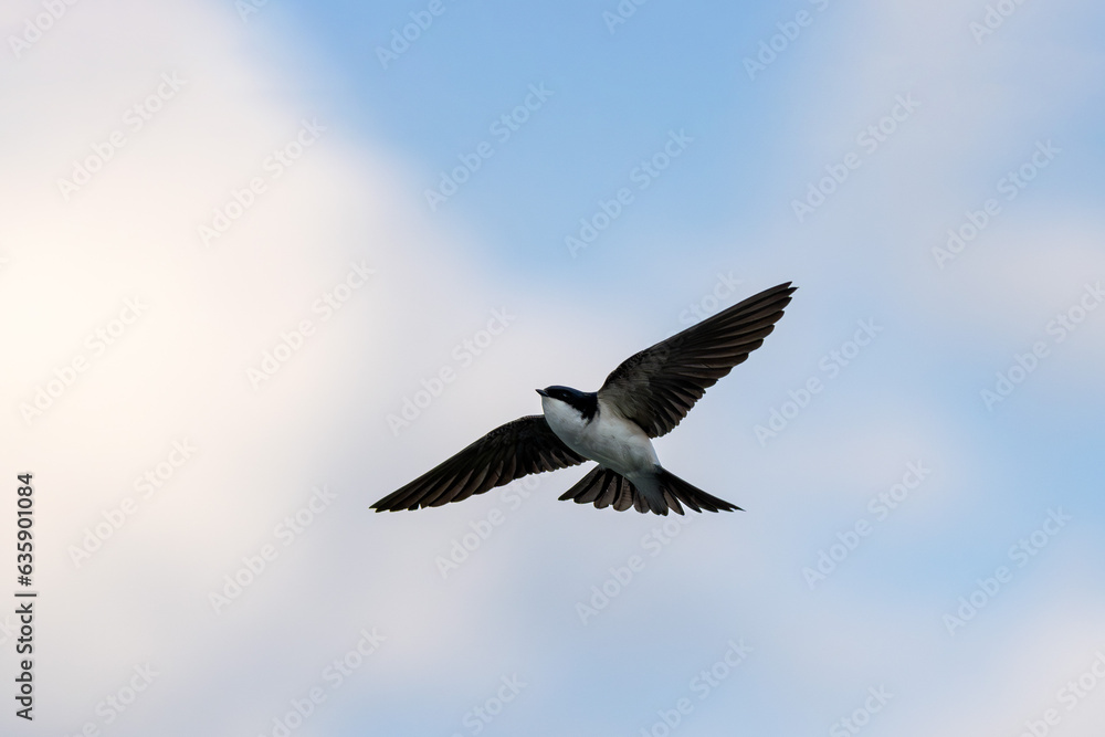 Obraz premium Schwalbe (Hirundinidae) sind eine artenreiche Familie der Ordnung Sperlingsvögel 