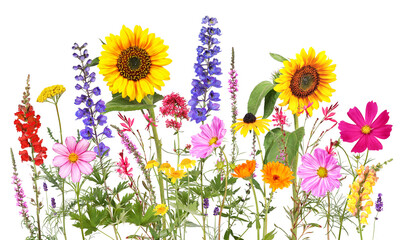 Colorful summer flowers with  transparent background	
