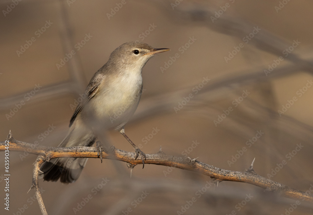 Closeup of a Upchers Warbler at Hamala, Bahrain Closeup of a Upchers Warbler at Hamala, Bahrain