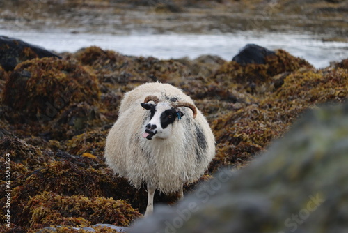 sheep on the beach (Iceland) photo