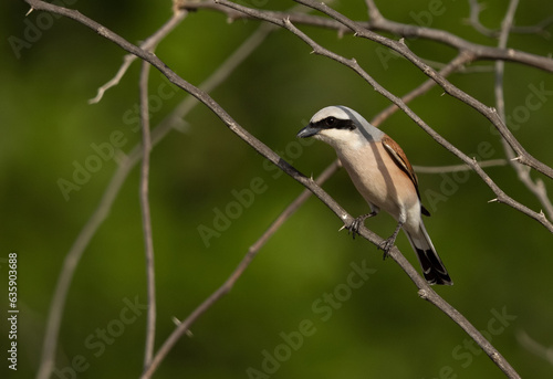 Red-backed shrike perched on acacia tree, Bahrain