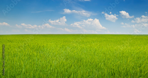 Green wheat field and blue sky. Wide photo.