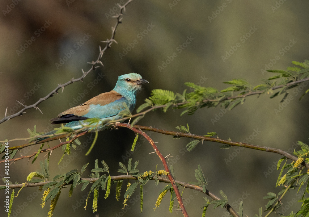 Eurasian roller perched on a tree at Hamala, Bahrain Eurasian roller perched on a tree at Hamala, Bahrain