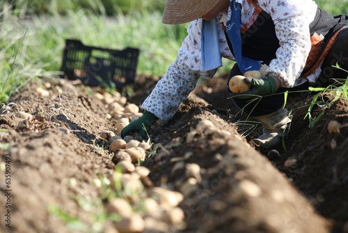 じゃがいもの収穫をする女性