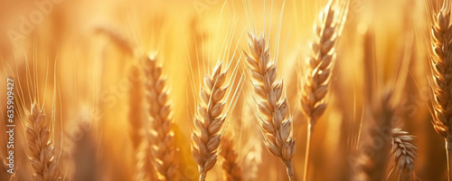 Ripe ears of golden wheat. Summer field at sunset