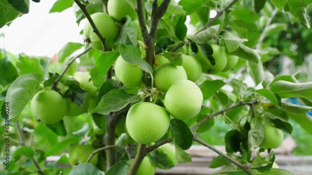 Apple tree with green apples close-up, parallax Apple tree with green apples close-up, parallax