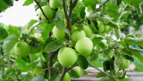 Apple tree with green apples close-up, parallax