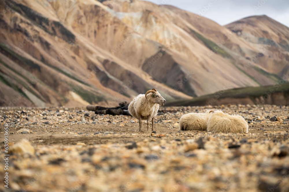 Obraz premium sheep in the sand
