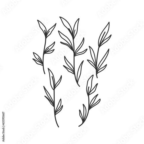 Fototapeta Naklejka Na Ścianę i Meble -  Floral branch and minimalist leaves for logo or tattoo. Hand drawn line wedding herb, elegant wildflowers. Minimal line art drawing for print, cover or wallpaper