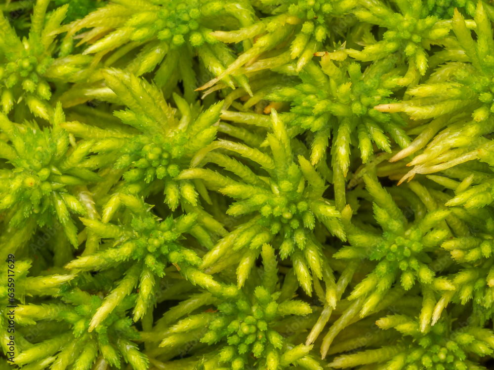 Sphagnum moss, bog moss, quacker moss (peat) in the detail Sphagnum moss, bog moss, quacker moss (peat) in the detail
