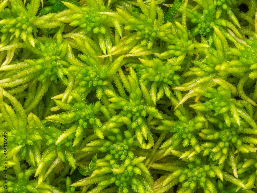 Sphagnum moss, bog moss, quacker moss (peat) in the detail Sphagnum moss, bog moss, quacker moss (peat) in the detail