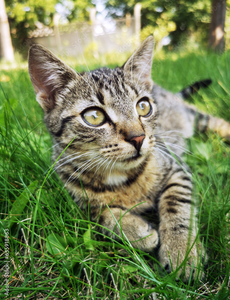Mały kot domowy dachowiec w ogrodzie