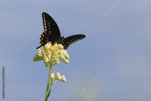 Black buttertfly Palamedes Swallowtail Papilio palamedes on white flower.  photo