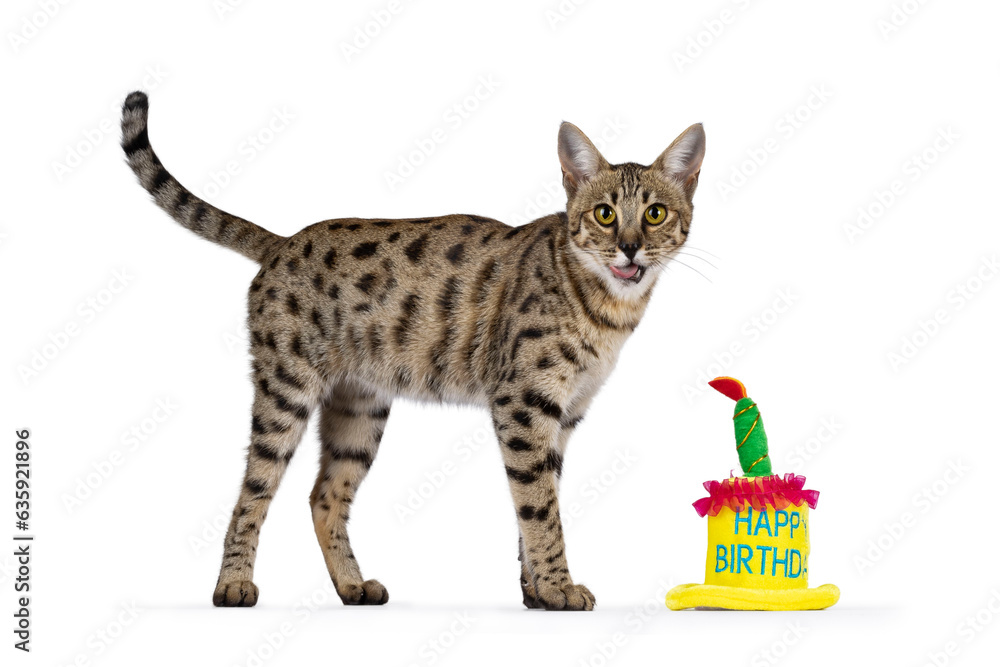 Cat with birthday cake on white