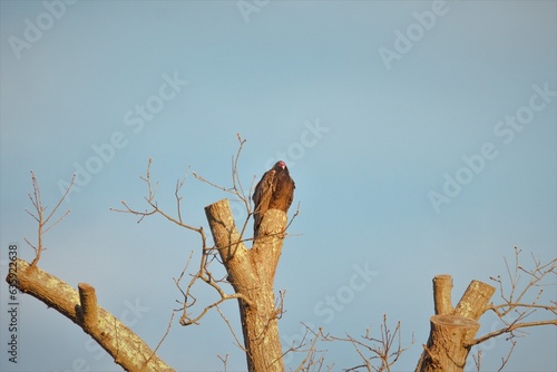 Turkey vulture on tree