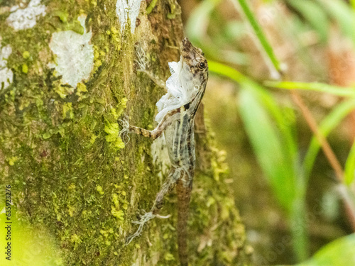 An adult border anole (Anolis limifrons) shedding its skin in a tree at Playa Blanca, Costa Rica, Central America photo