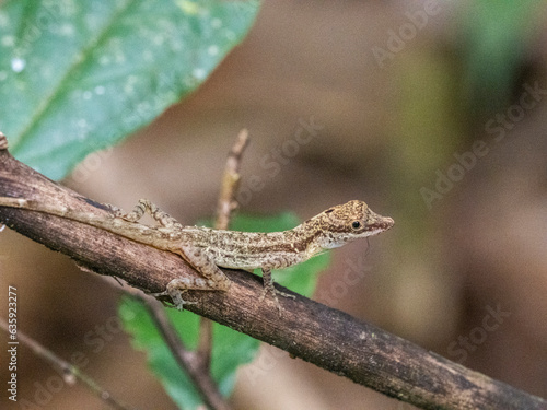 An adult border anole (Anolis limifrons) in a tree at Playa Blanca, Costa Rica, Central America photo