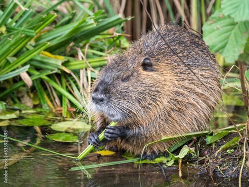 An adult nutria (Myocastor coypus), an invasive species introduced from South America, Spree Forest, Germany