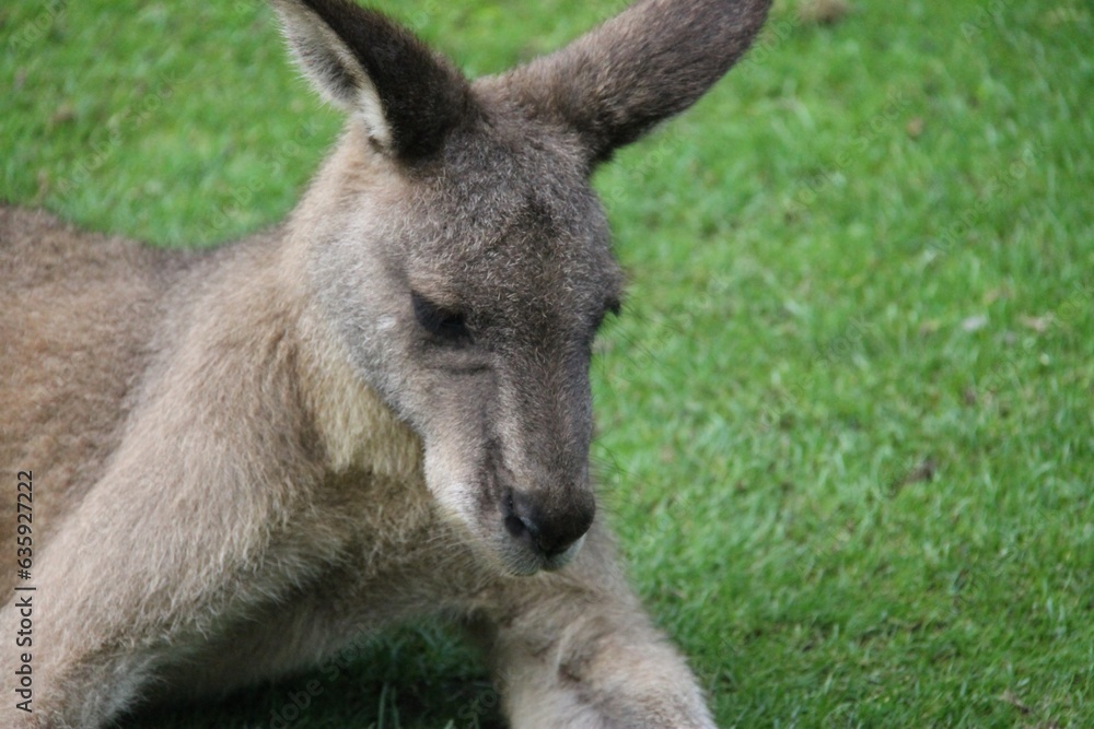 eastern grey kangaroo (Macropus giganteus),, detail of a head