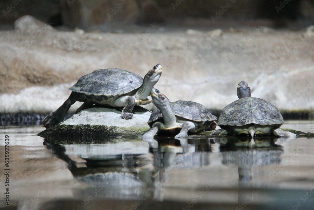 Fototapeta premium northern river terrapin (Batagur baska), family