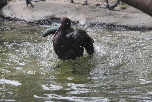 Puna ibis (Plegadis ridgwayi) bathing in a pond photo