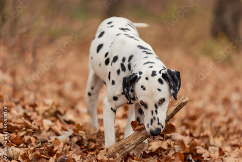 a young Dalmatian dog in the autumn forest plays with a club