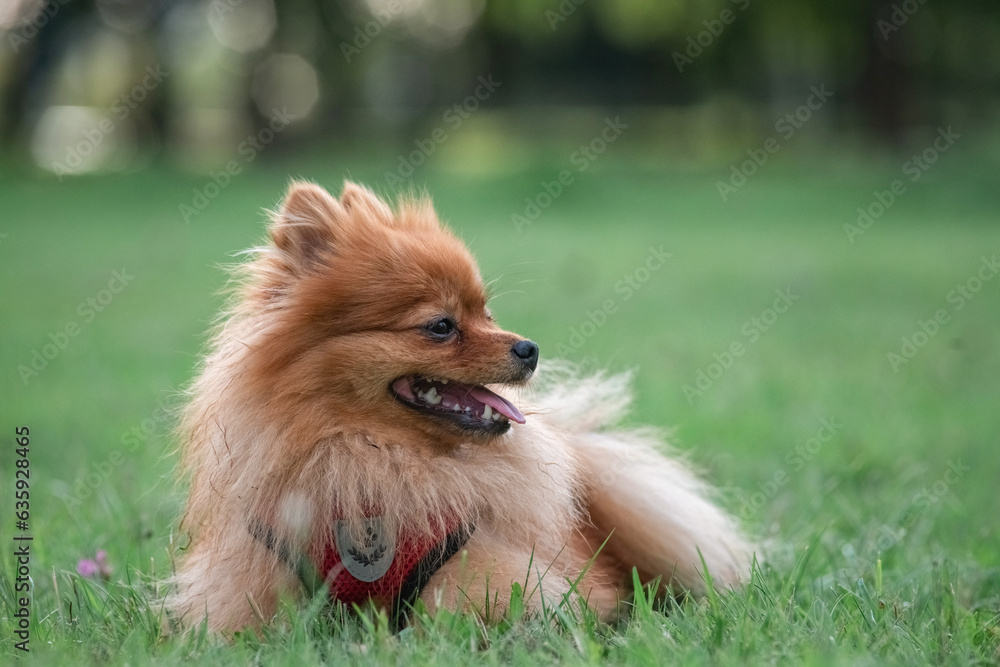 A beautiful purebred Spitz is playing on a field of grass. A beautiful purebred Spitz is playing on a field of grass.
