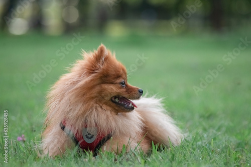 A beautiful purebred Spitz is playing on a field of grass. © shymar27