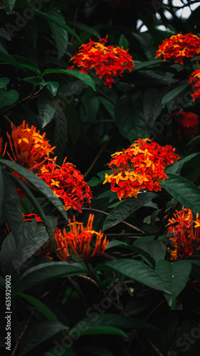 red and yellow flowers