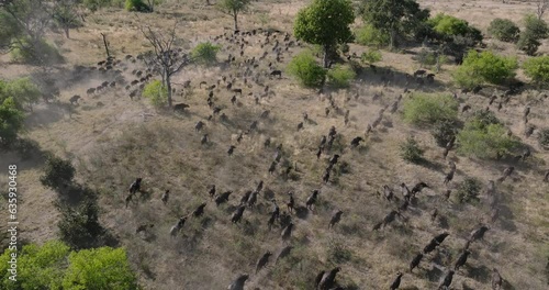 Aerial fly over. Large herd of Cape Buffalo running in the African bush