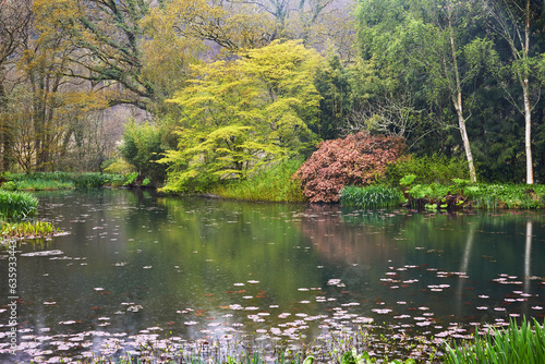 A springtime view of the lake at RHS Rosemoor Garden, near Great Torrington, Devon, England, United Kingdom photo